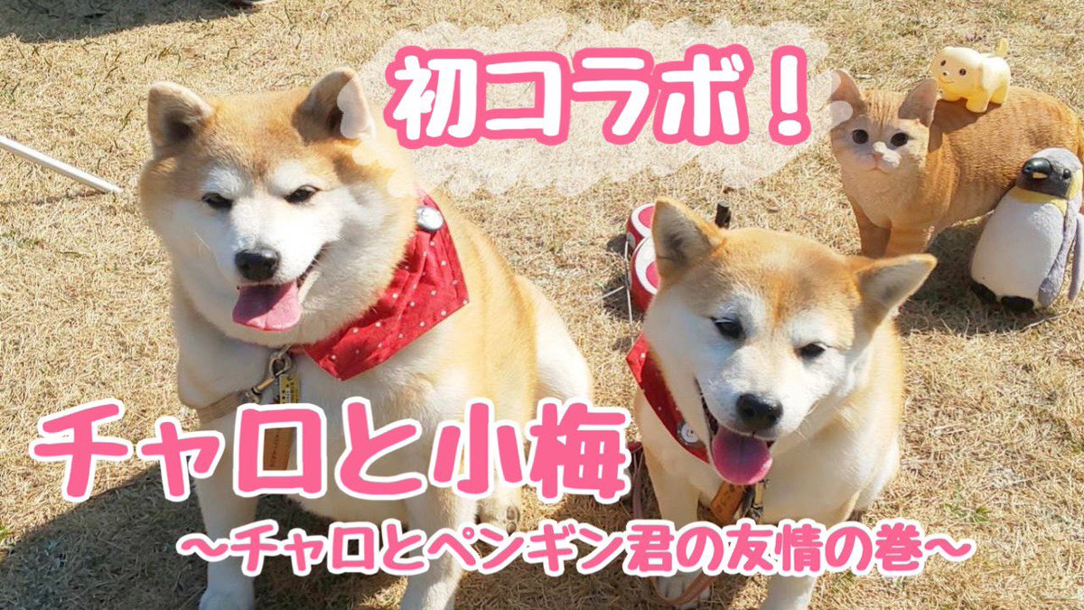 かわいい柴犬 かわいい柴犬