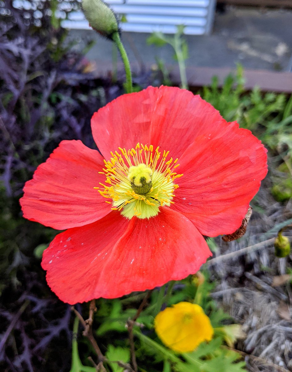 avalowgarden's tweet photo. February flower parade for your viewing pleasure

🧵👇

#growmorestressless https://t.co/sO0DXu6FHt
