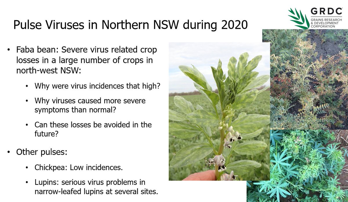GRDCNorth's tweet photo. Joop van Leur from @NSWDPI_AGRONOMY on viral diseases in fababean, chickpeas, lentil and lupins – impacts, vectors/causes and management strategies for 2021. Paper:  https://t.co/T68msCvM8o #GRDCUpdates #Dubbo https://t.co/Fsvnvg1tPL