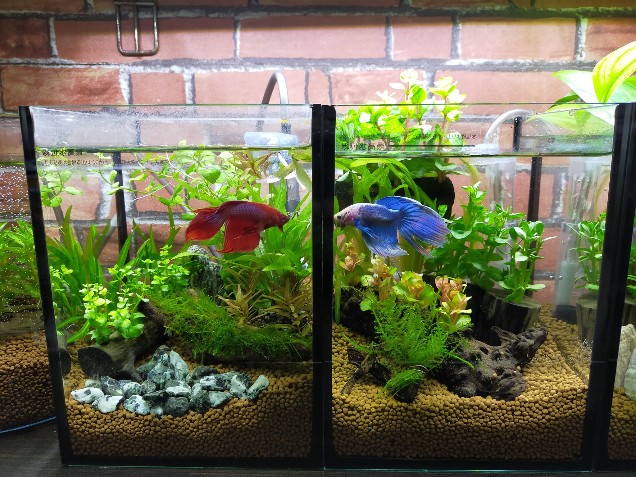 品質が完璧 水草と流木 46 魚用品 水草 Alrc Asia