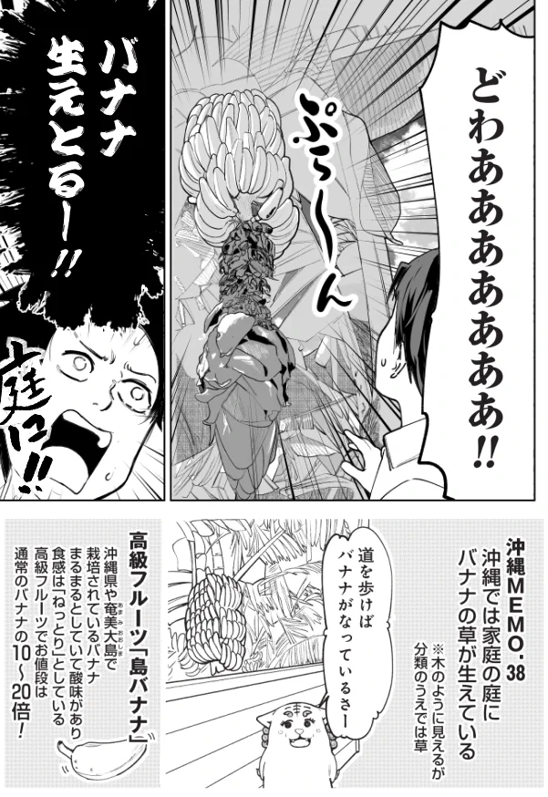 他県の人からすれば驚愕･･･！沖縄のパイナップルとバナナのお話！