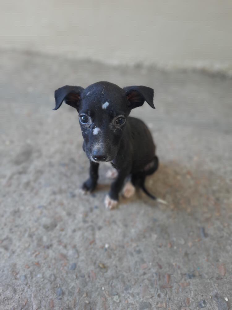Se estaban por adoptar y no se dio. Nos ayudan con un RT?
Son dos galguitos!  
#AdoptaNoCompres 
#refugioelcampito