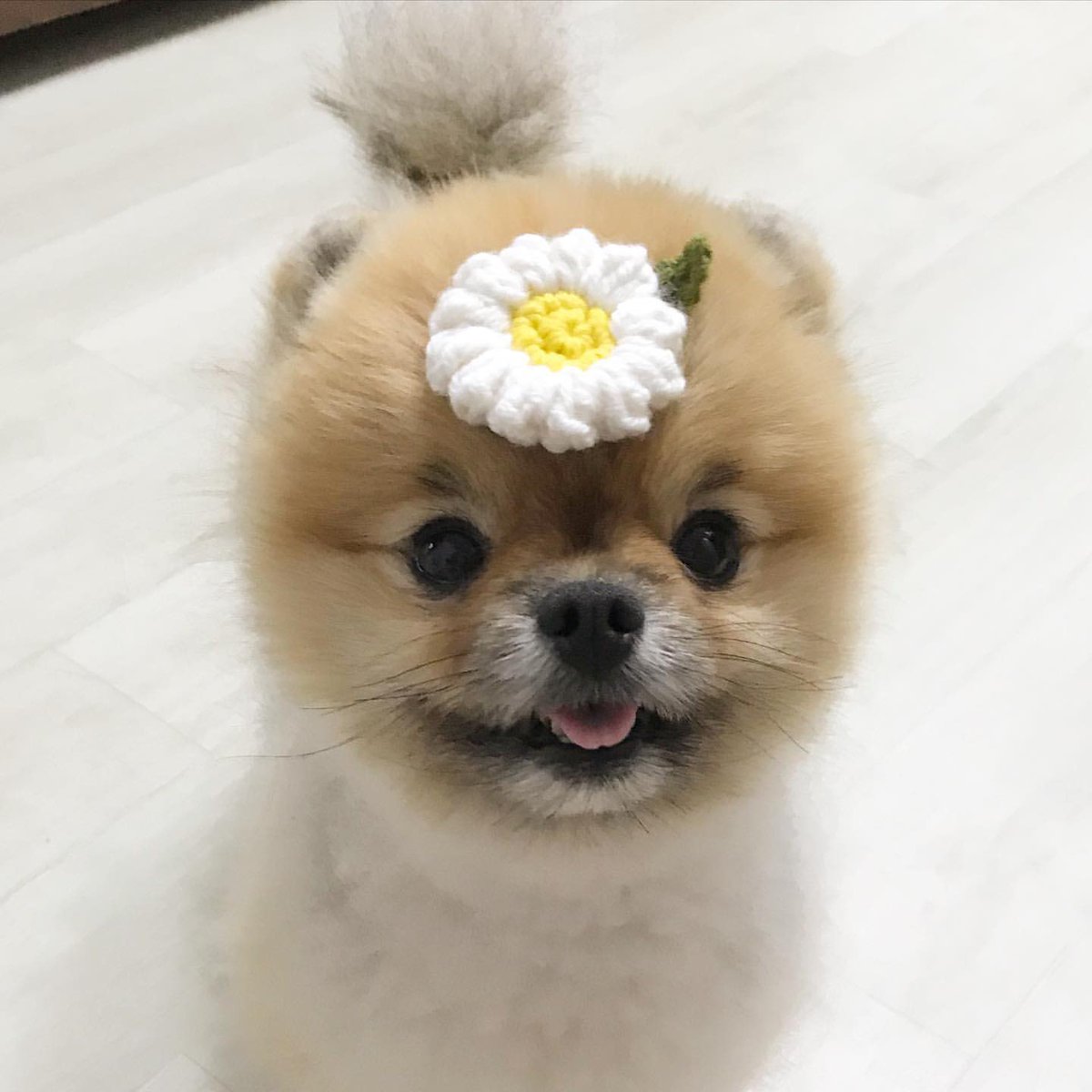 愚鈍 韓国在住roozziさんの丸すぎるほど丸い丸顔がとてもかわいい T Co Zbhkecqb9b 愚鈍 韓国在住roozziさんの丸すぎるほど丸い丸顔がとてもかわいい T Co Zbhkecqb9b