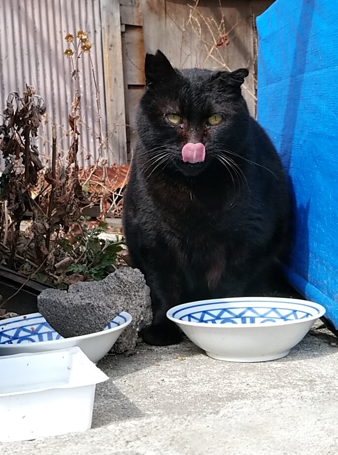 タコンズ 黒猫ちゃん 生ハム食べてるみたいに見える
