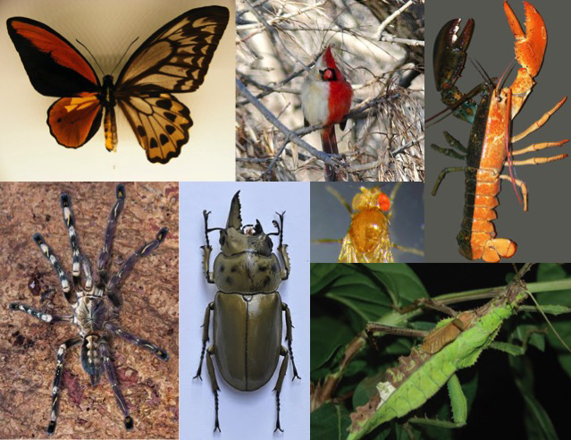Bilateral gynandromorphs - half male/half female. Mechanism? @___SDB___ <a href="/the_Node/">the Node</a> <a href="/JournalSxd/">SXD Journal</a>