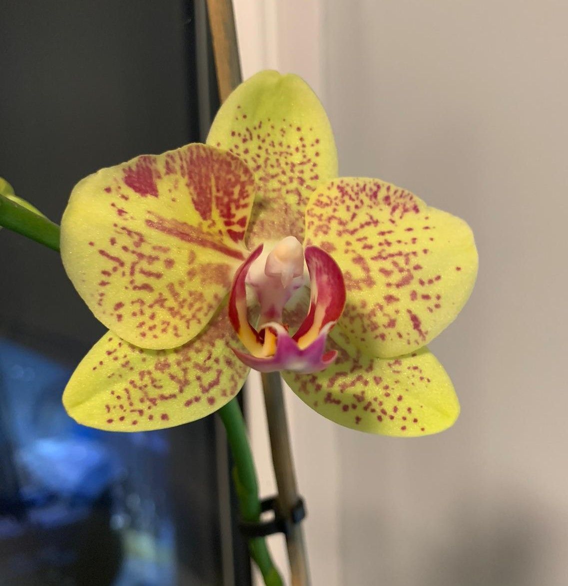 CamillaSeton's tweet photo. This Orchid was given to me by one of my clients 3 years ago 😍...AND I've kept it alive😳!!! Actually quite proud of myself...that's all I wanted to say 🤷🏻‍♀️😂

Have a great day 💛💕💚 https://t.co/CJT9ZhWoVo