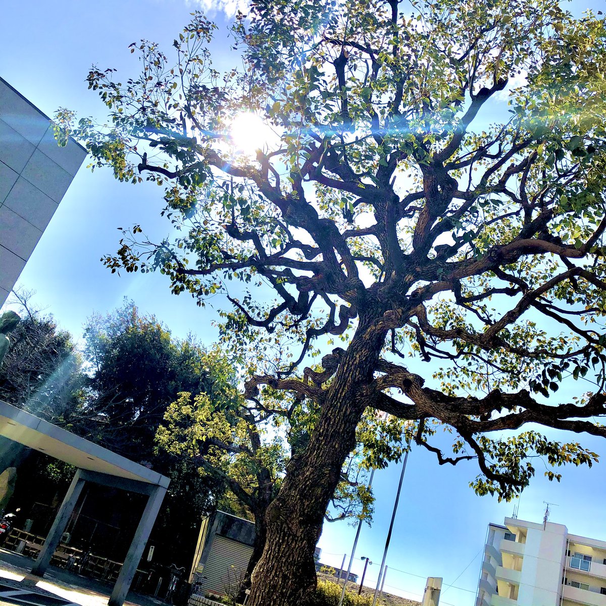 サンドリーム セルシーアンドルモン Sundreamsr Twitter