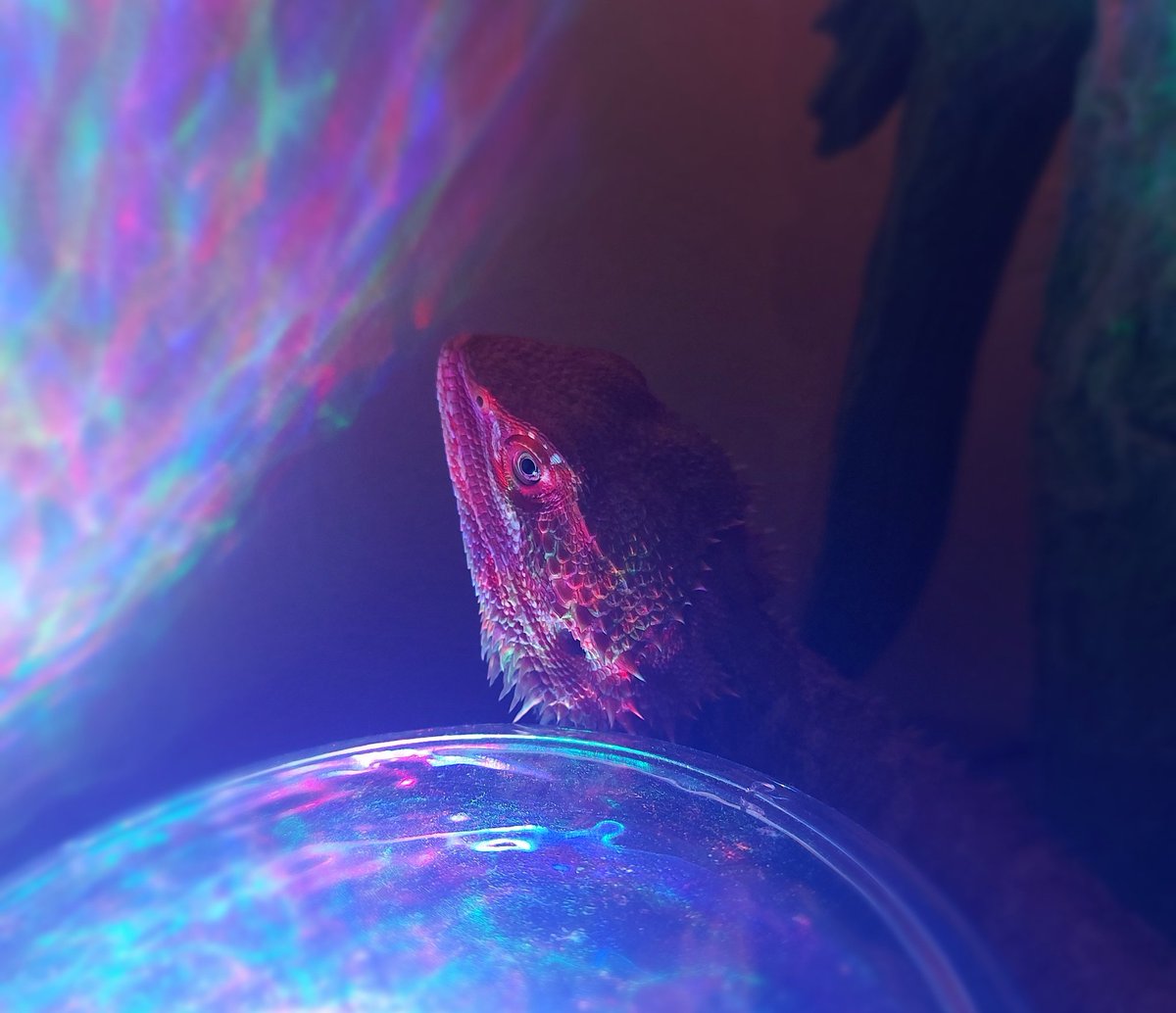 gilbybk's tweet photo. More pictures of my lizard nobody asked for, but this time he's at a disco. https://t.co/ciZNy0Wqrb