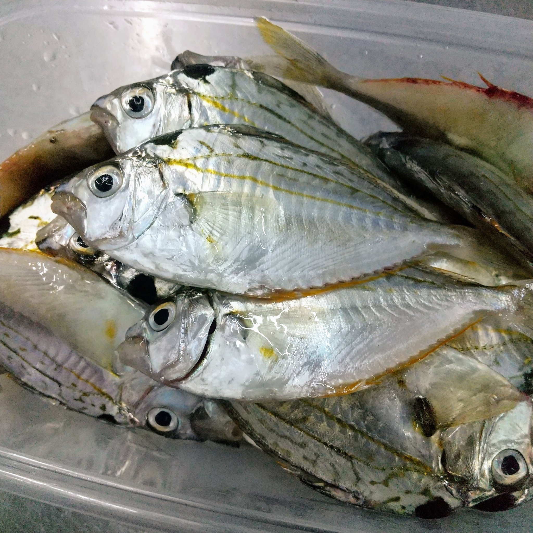 تويتر 高知の食 勝手に応援し隊 على تويتر 魚 ニロギ 全国的にはヒイラギ しかし食べる地域は少ない 体の周りにヌメヌメがある お吸い物にすると上品な白身で美味しい 鮮度のいいものは刺し身にしてもアジ系で非常に美味だがあまりの歩留りの悪さに悲しく