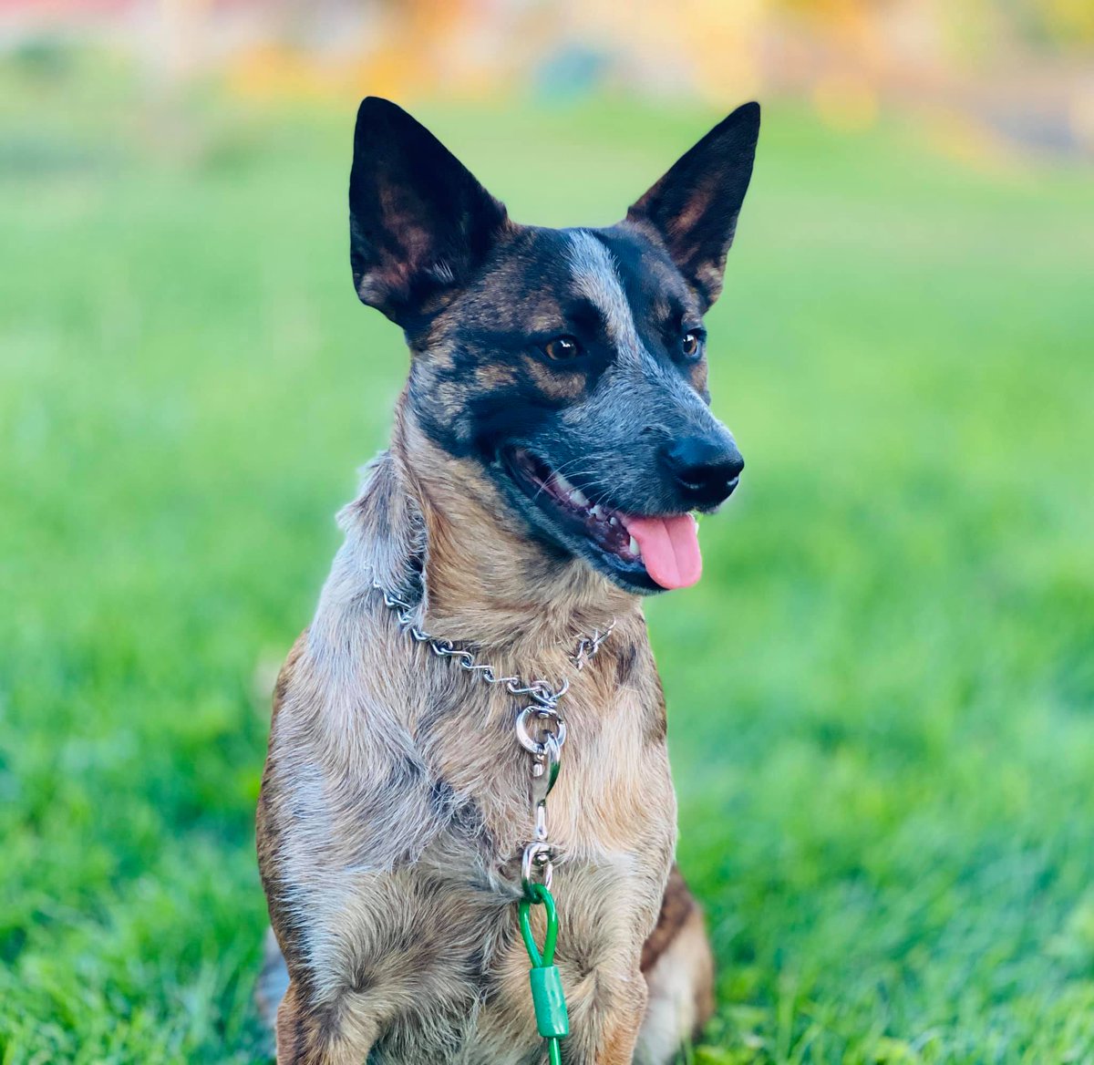 ZephAndMav's tweet photo. Maverick is very photogenic. #dogsoftwitter #dogs #gooddoggo #cutedogs #cute #CuteAnimals #borderheeler #rescuedog #AdoptDontShop #cancersurvivor https://t.co/7cS2kTntr0