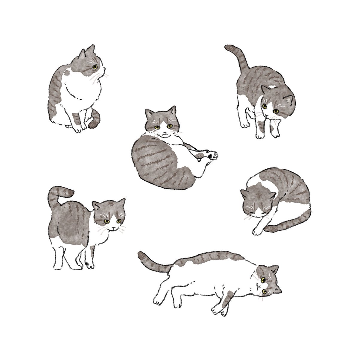 動物塗り絵 Hashtag Pa Twitter