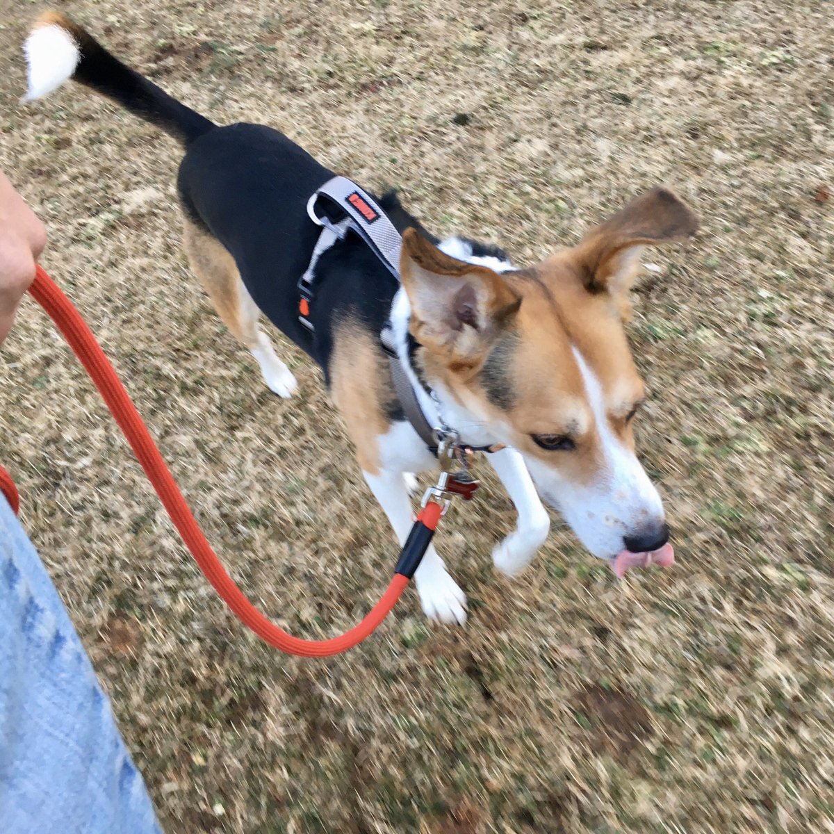 PoindexterPark's tweet photo. Some #looseleash walking practice with Leo (a new regular #daycare pup), and Obi (a 9 mo old regular). Obi has been improving over the past weeks with his family!! And Leo has so much potential that I can’t wait to tap into.
#balancedtraining #prongcollar #trainerintraining https://t.co/wGLkjqvMPF