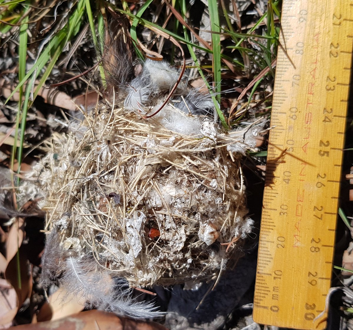 Paradoxa18's tweet image. A real tiny home.
Kids now off on their way, leaving an empty nest.
#tinynature