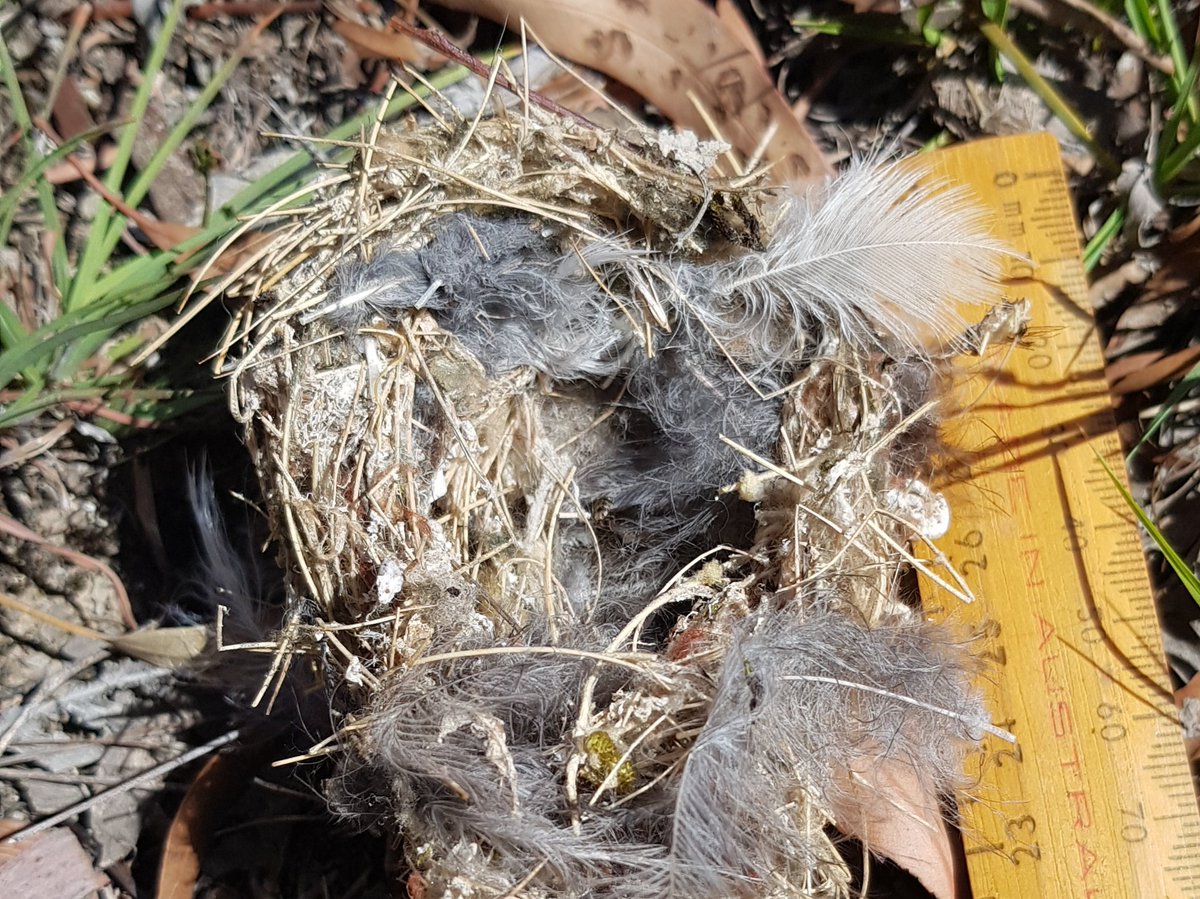 Paradoxa18's tweet image. A real tiny home.
Kids now off on their way, leaving an empty nest.
#tinynature