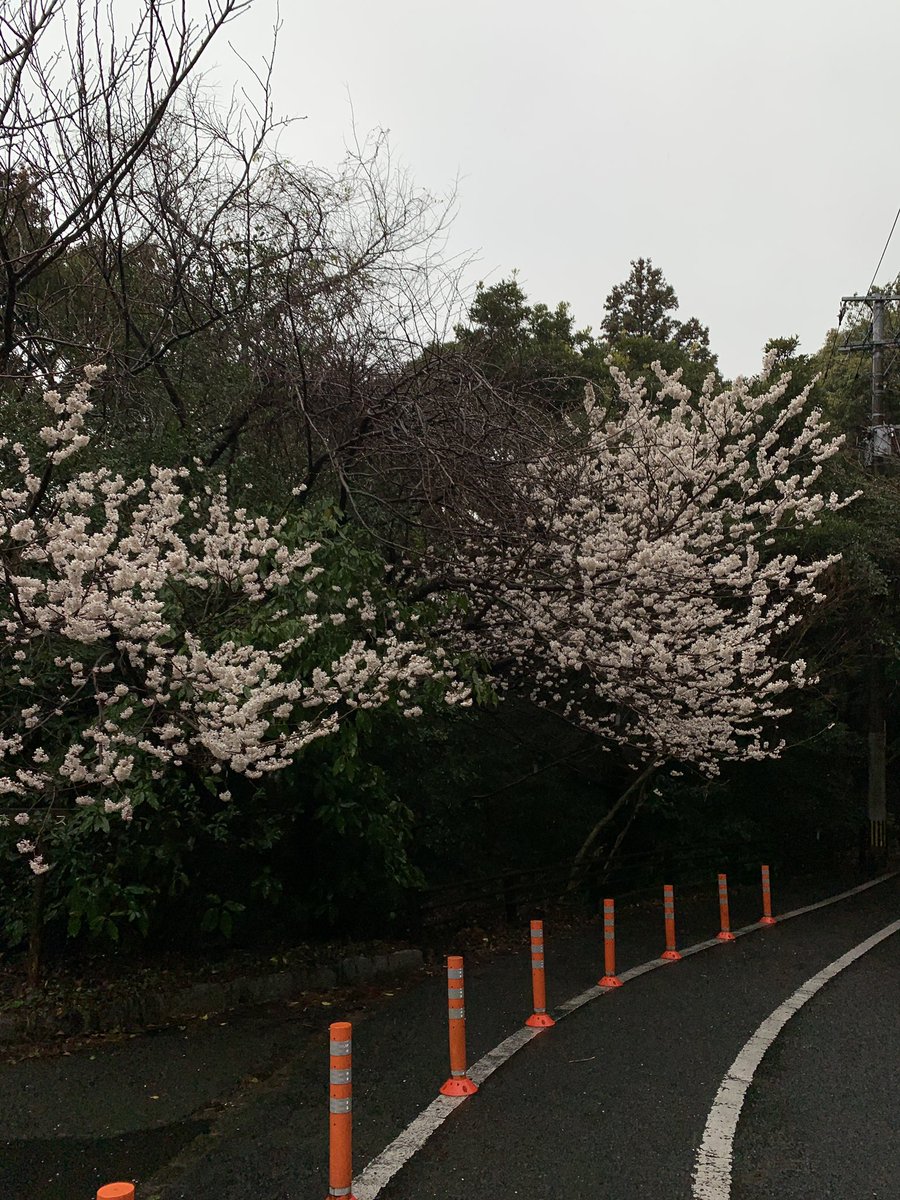 Mini008rR's tweet photo. 昼メシ食べに皿倉山へ。傘をさして舗装路登ってきました。意外と寒かった^^;ケーブルカーで撤収。 https://t.co/hsDZ0JIugf