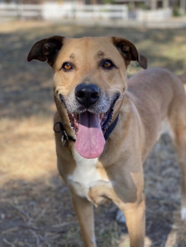 Ellie is a spayed female and looking for her forever home. She is current on vaccinations and microchipped. Ellie currently resides in Los Angeles. 

ghettorescue.org
Questions? info@ghettorescue.org