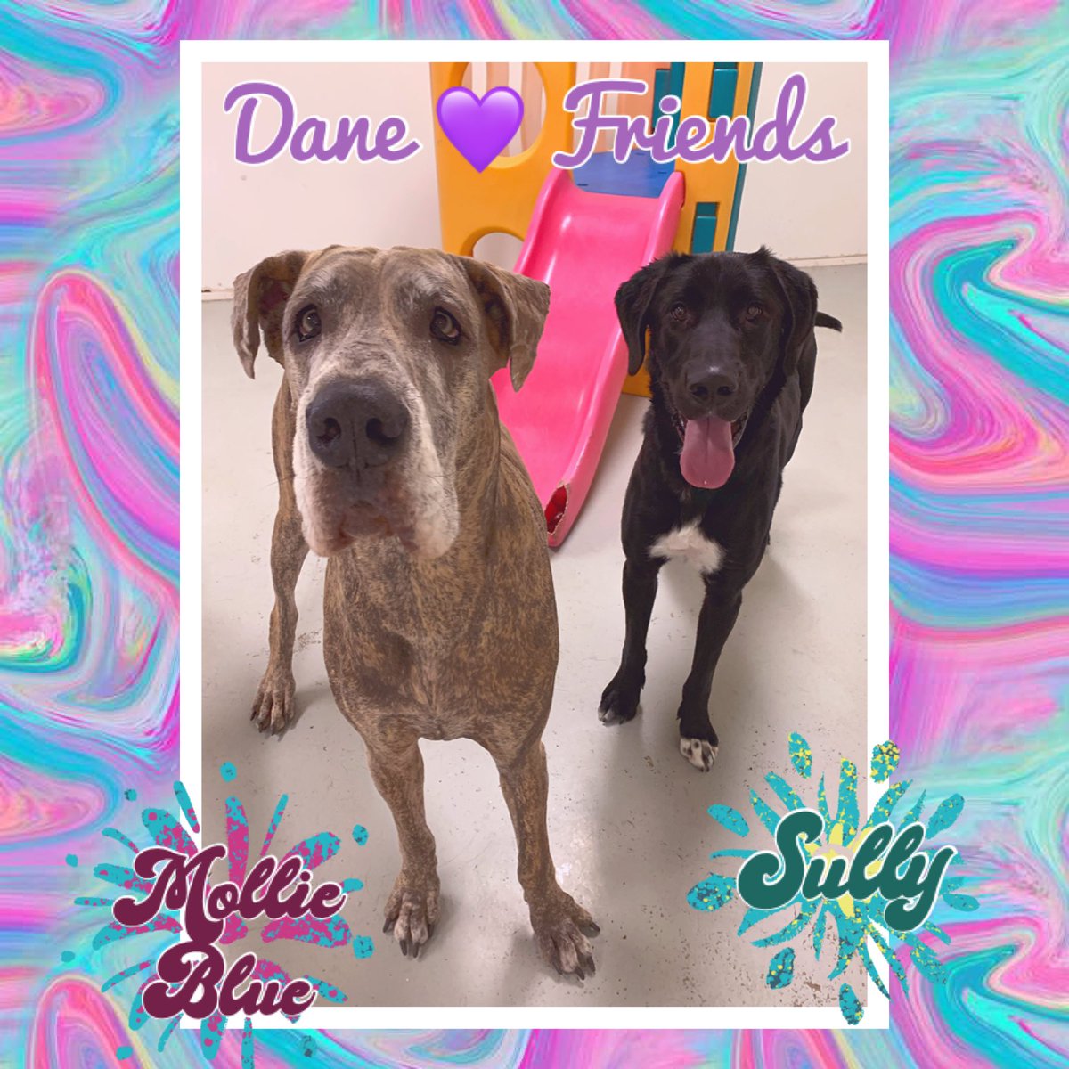 ClassyClipNY's tweet photo. 🐾 Here are a few photos of our daycare friends to help start your Friday off right! 😍 https://t.co/toCkjKEXR5