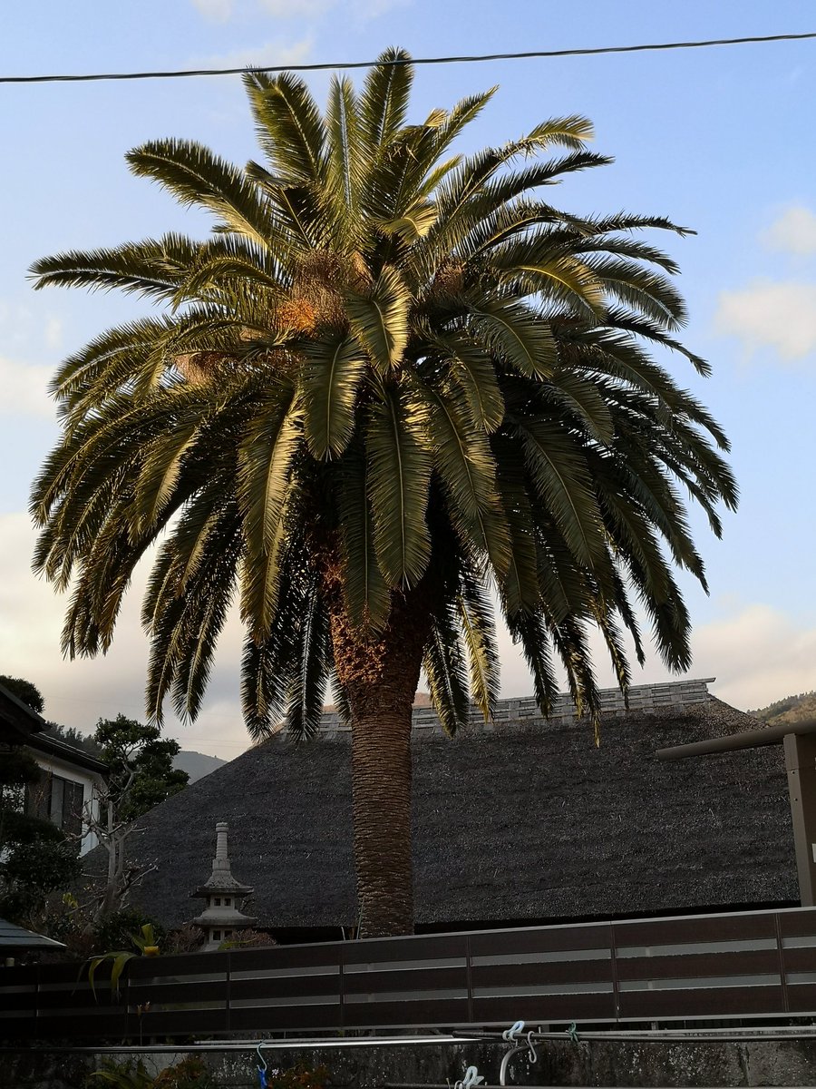 108jet's tweet photo. 数十年前に街路樹として植えられていた10センチくらいの苗木を持ってきたと言っていた。

すぐ近くの民家にも詳細不明のでかいヤシの木がある。

レンタルさんにみかん持って帰ってもらおうと思っていたのに。
オセロですっきり負けてすっかり忘れていた。 https://t.co/UdayC1qKxT