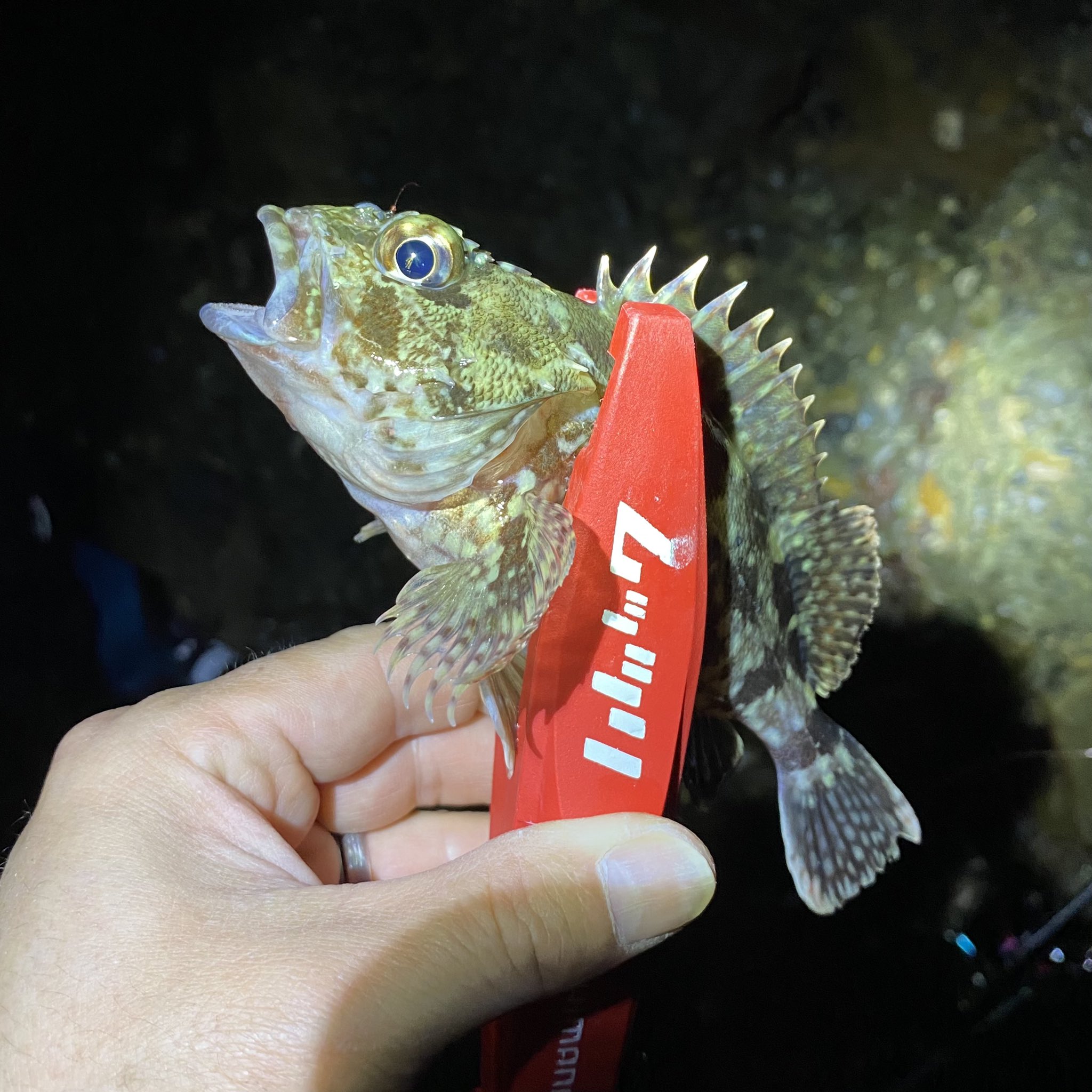 夢釣丸 まさぶう 上天草突撃メバリング 昨晩も上天草まで行ってきました 中潮なのに 潮の引き具合や潮流がいまいちで 併せてベタ凪 渋かったです ボンダワラの中からメバルを誘い出す釣りで どうにか釣るも型もイマイチ 粘っても カサゴとセイゴ