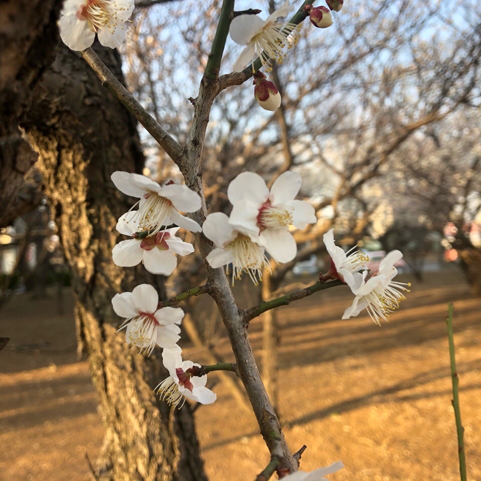 もうすぐ春だね Twitter Search Twitter もうすぐ春だね Twitter Search Twitter