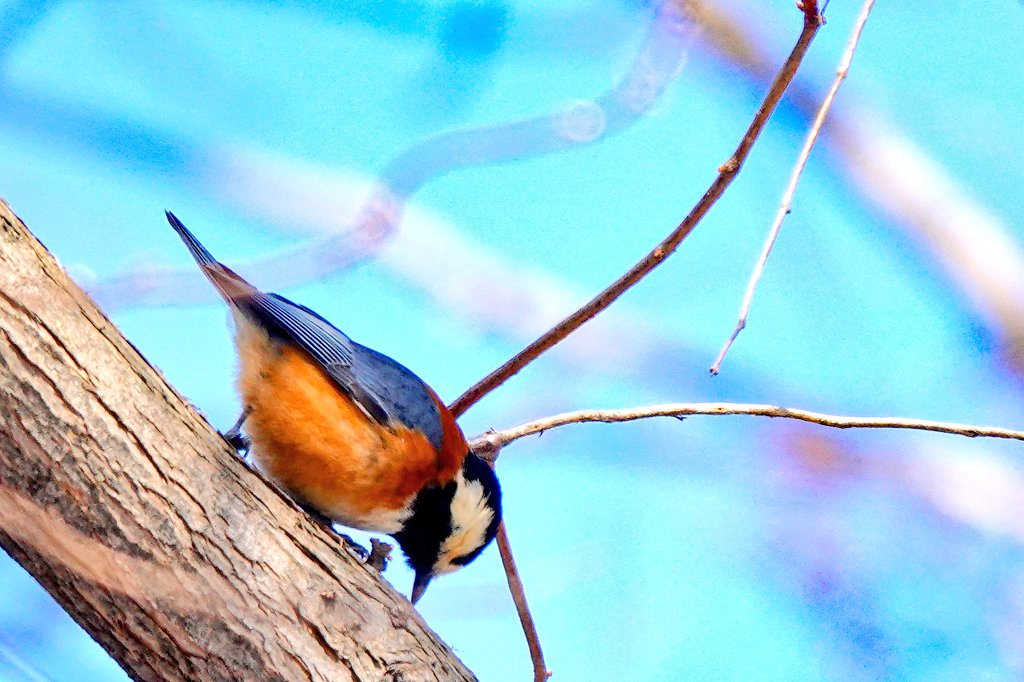北海道の野鳥 北海道の野鳥