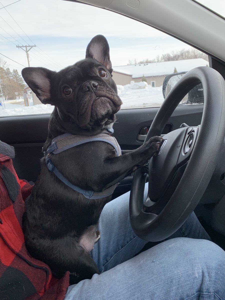 apetersen1420's tweet photo. For Bailiff’s 1st birthday yesterday we celebrated by getting him his license. He even remembered to check his blind spot #goodboy https://t.co/rsFBqZfX5c