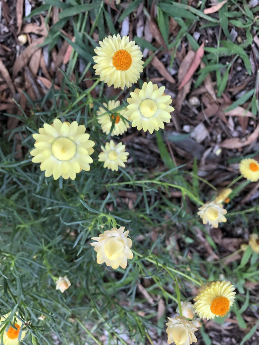 Just a few highlights from our Aboriginal Welcome garden! <a href="/johnqgoh/">johnqgoh</a> <a href="/ShannanJudge/">Rikki</a> @timbsie #MerrylandsPS