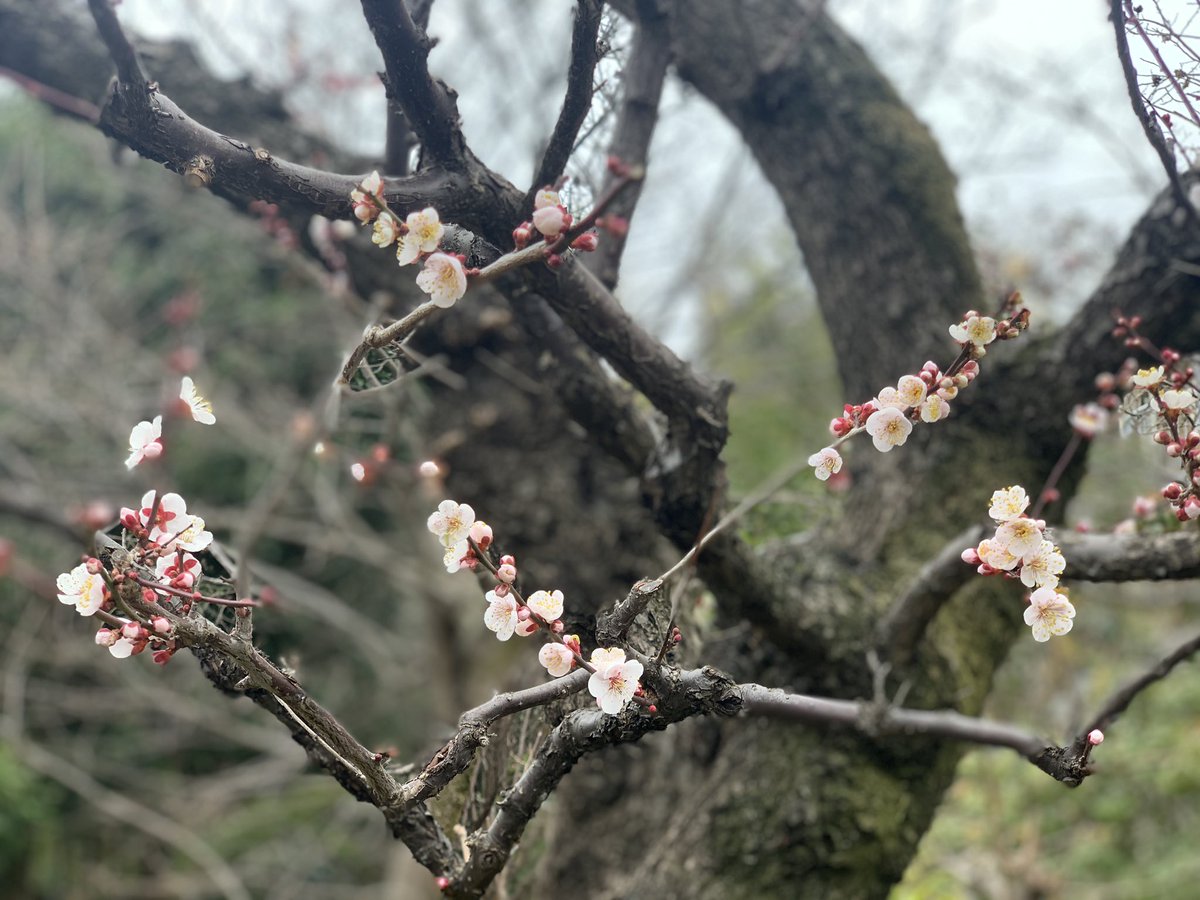 asaimari's tweet photo. 出勤中に見た梅の花が綺麗でした♡
今日は譜面起こしなど🎼
しています。
今週は #1sw 曲アップできないかも😓
どうだろ…ギリギリまで頑張りますが… https://t.co/Yunp43v8u6