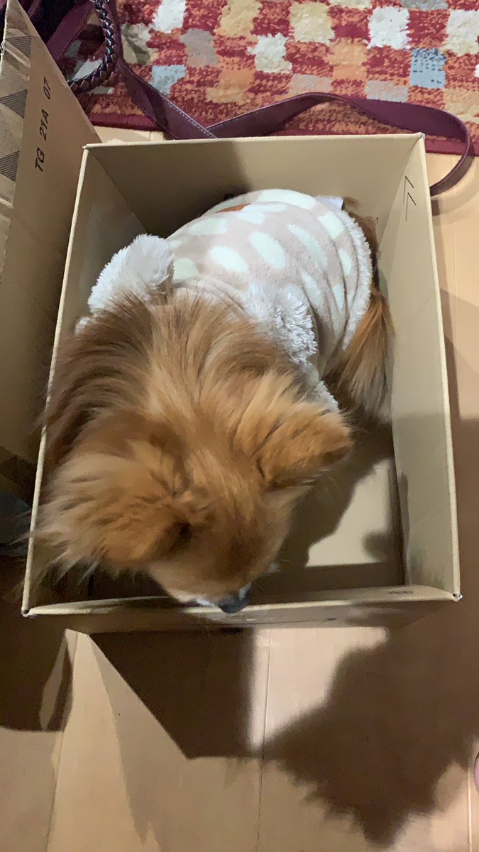 ふーた やっぱりダンボール大好き 愛犬 チワワ 犬好きな人と繋がりたい 可愛い 動物大好き ダンボール ふーた やっぱりダンボール大好き 愛犬 チワワ 犬好きな人と繋がりたい 可愛い 動物大好き ダンボール