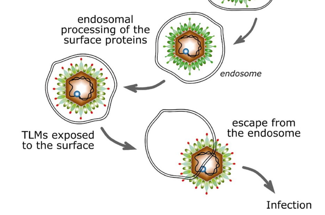4/ Le mécanisme consiste à empêcher l'ARN du virus de sortir de l'endosome dans le cytoplasme, ce qui se fait en condition acide. Il faudrait donc rendre moins acide l'endosome. Ca marche in vitro, dans un mélange en tube à essai de virus et de cellule, mais in vivo… rien.