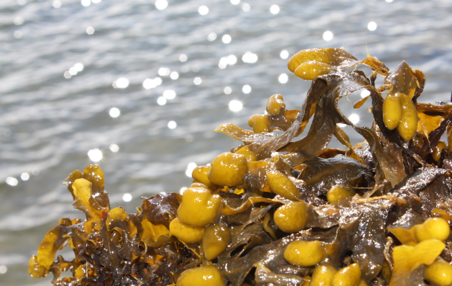 Utilising Redefined Seaweed in Biomaterials!
Brightplus Oy is happy to announce a partnership with an innovation leader of an algae-based ecosystem – Origin by Ocean. 
Read the full story here . . .
#sustainability #climatechange #biobasedmaterials #biobased #ecofriendly