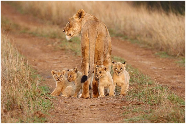 TrevaronTravel's tweet photo. I can't promise to fix all of your problems, but I can promise you won't face them alone.

#animalkingdom #kenyabestanimal #big5 #mammal #waterhole #gamereserve #natgeo #nature #southafrica #kenyawildlife #kruger #instaanimals #naturelovers #lion  #trevarontravelandtours https://t.co/JkAlnqlTdD