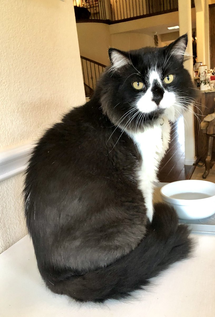 HaysKizer's tweet photo. Lost our Boy Mac after a hard fought battle to save him. He fought hard to stay with us too. We will always miss and love our sweet Mac-y baby! ๐๐
#CatsOfTwitter #mancoon #kittycat #missmyboy #brokenheart https://t.co/EHRKuBEXA6
