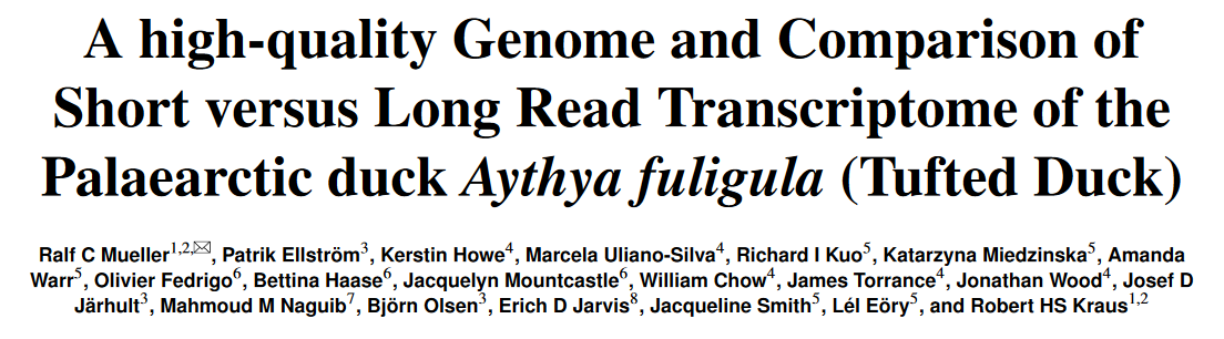 Great that these data can now see the world. We combine and compare 2nd & 3rd generation #sequencing #genomics and #transcriptomics for #DNA #RNA as well as #smallRNA in the lovely Tufted Duck #tuftedduck

biorxiv.org/content/10.110…