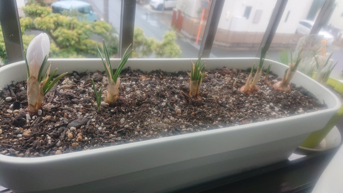 アンコール隊長 トレッキー على تويتر 頂いたクロッカスの球根は全滅してしまいました 代わりにホームセンターで芽が出ていたクロッカスを買ってきて植え直したら 花が咲きました 失敗してすみませんでした Kmix Flower