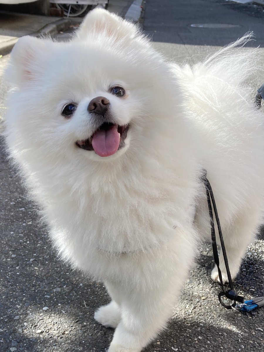 タレ目の犬 ポメラニアン 可哀想と心が痛んだ方もいると思うので 笑顔で散歩している時の写真も見てください