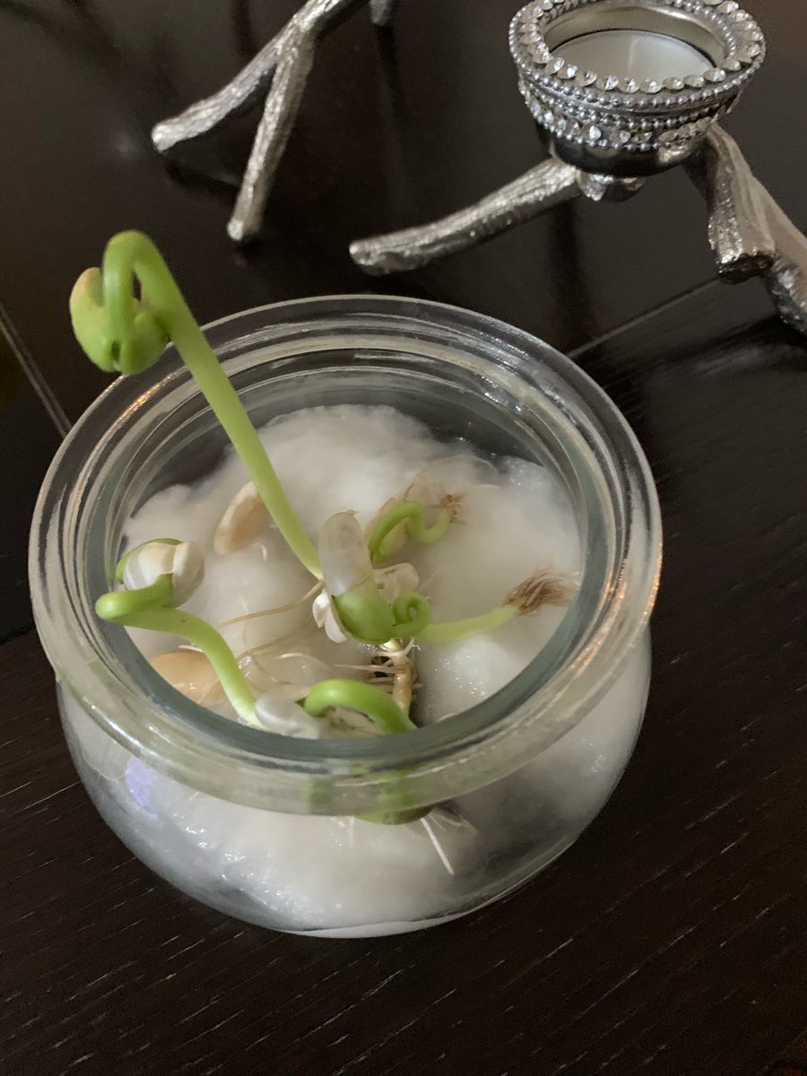 Discovery_Y6's tweet photo. πΊοΈ Year 6 Learning Journey πΊ Where will your learning take you today children? πππ Our Year 6 pupils are developing important life skills by βGrowing their ownβ! πThis looks amazing!π±Well done! πͺ΄ #Year6 #DPS #ExploreDreamGROW #Greenfingers #Proud https://t.co/EjC5HQO8lt