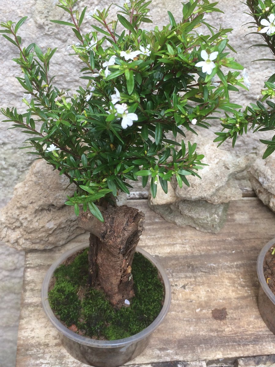 BonsaieArte's tweet photo. #MudasDeArvore #NoEstilo dos #BonSai #ArteMilenar #ArvoreNaBandeja #MiniaturaDeArvore #Memo #ArvoreAnã #TecnicasDeCultivo #TecnicasParaCuidarDosBonSaiS #ComoCuidar #EuQueFiz #Kkk #Valeu :) 
#Diversao #Prazer #Satisfacao 

#EricaCufeia #Erica #Erika #PlantaErica #MudaErica https://t.co/sjq4vR3x7s