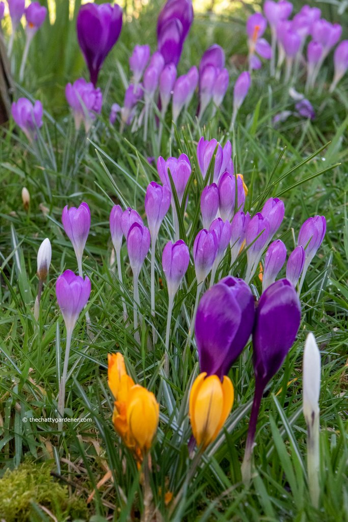 The crocus are coming out en masse now under the apple tree. Such a cheerful sight. #SpringColour