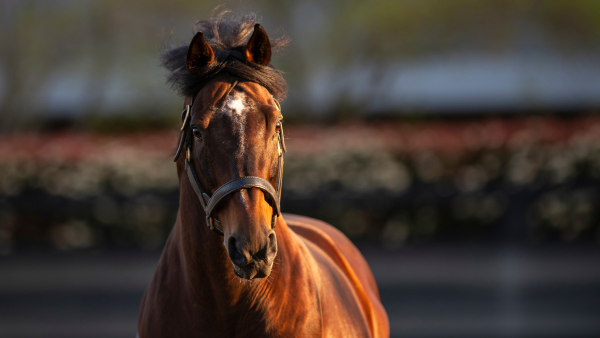 Arrowfield Stud (@arrowfieldstud) on Twitter photo Excitement is building around Maurice's first-crop 2YOs and
<a href="/inglis_sales/">Inglis</a> graduate Mazu & Conrad show us why, with a quinella @atc_races Canterbury tonight! Congratulations <a href="/TripleCrownSynd/">Triple Crown Syndications</a>, <a href="/SnowdenRacing1/">Snowden Racing</a> & <a href="/kimwaugh6/">Kim Waugh</a>! Maurice has 5 colts & a filly at #InglisPremier. Excitement is building around Maurice's first-crop 2YOs and
<a href="/inglis_sales/">Inglis</a> graduate Mazu & Conrad show us why, with a quinella @atc_races Canterbury tonight! Congratulations <a href="/TripleCrownSynd/">Triple Crown Syndications</a>, <a href="/SnowdenRacing1/">Snowden Racing</a> & <a href="/kimwaugh6/">Kim Waugh</a>! Maurice has 5 colts & a filly at #InglisPremier.