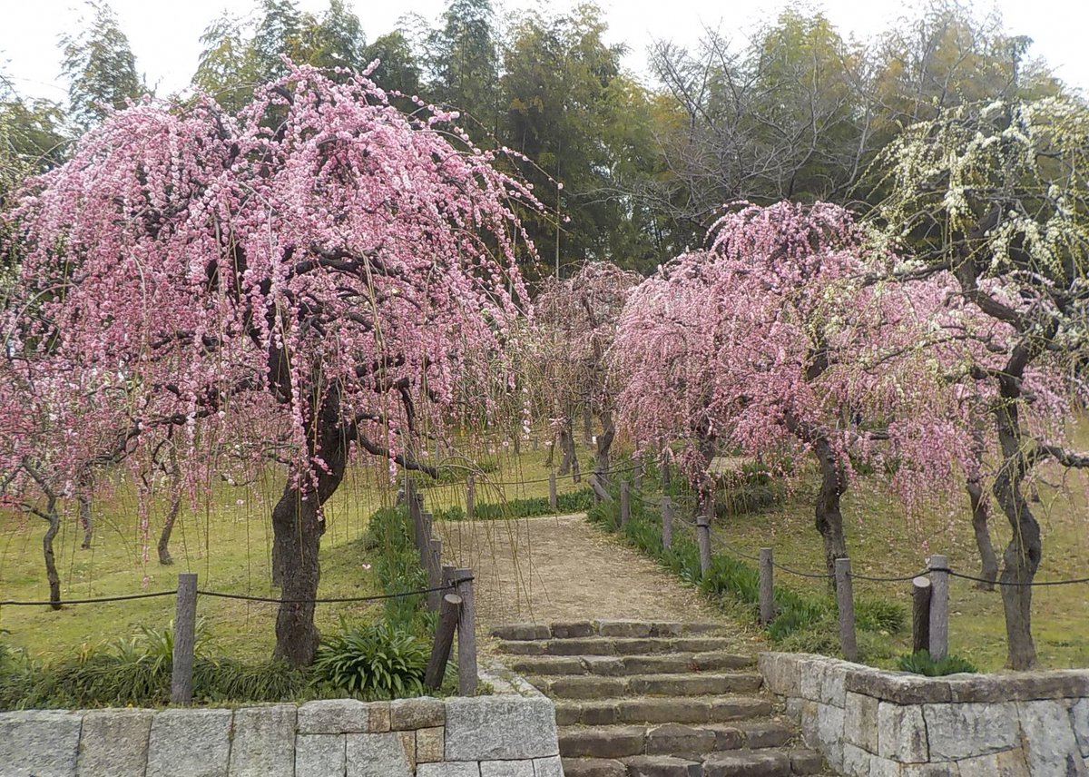 名古屋市農業センター Delaふぁーむ しだれ梅の開花状況 令和３年２月２６日 五分咲き です 雨上がりのしだれ梅園です 農業指導館の裏側は かなり咲き揃ってきました 明日２７日 土 から しだれ梅まつり 開催です ３月２１日 日 まで
