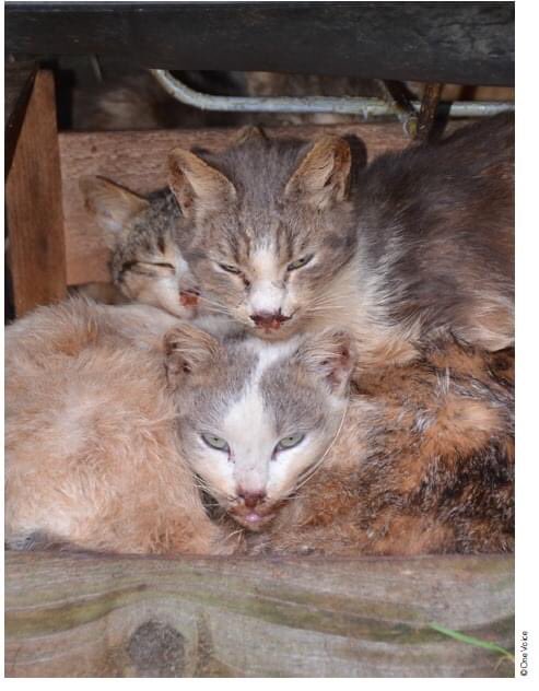 Alliance Animale tweet media