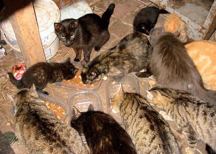 Alliance Animale tweet media