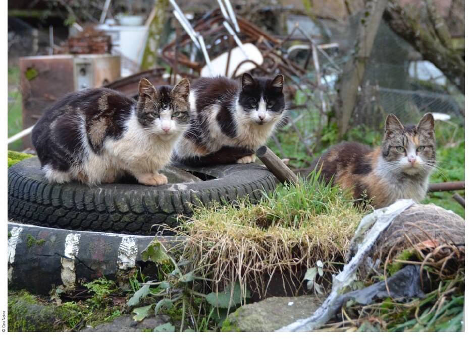 Alliance Animale tweet media