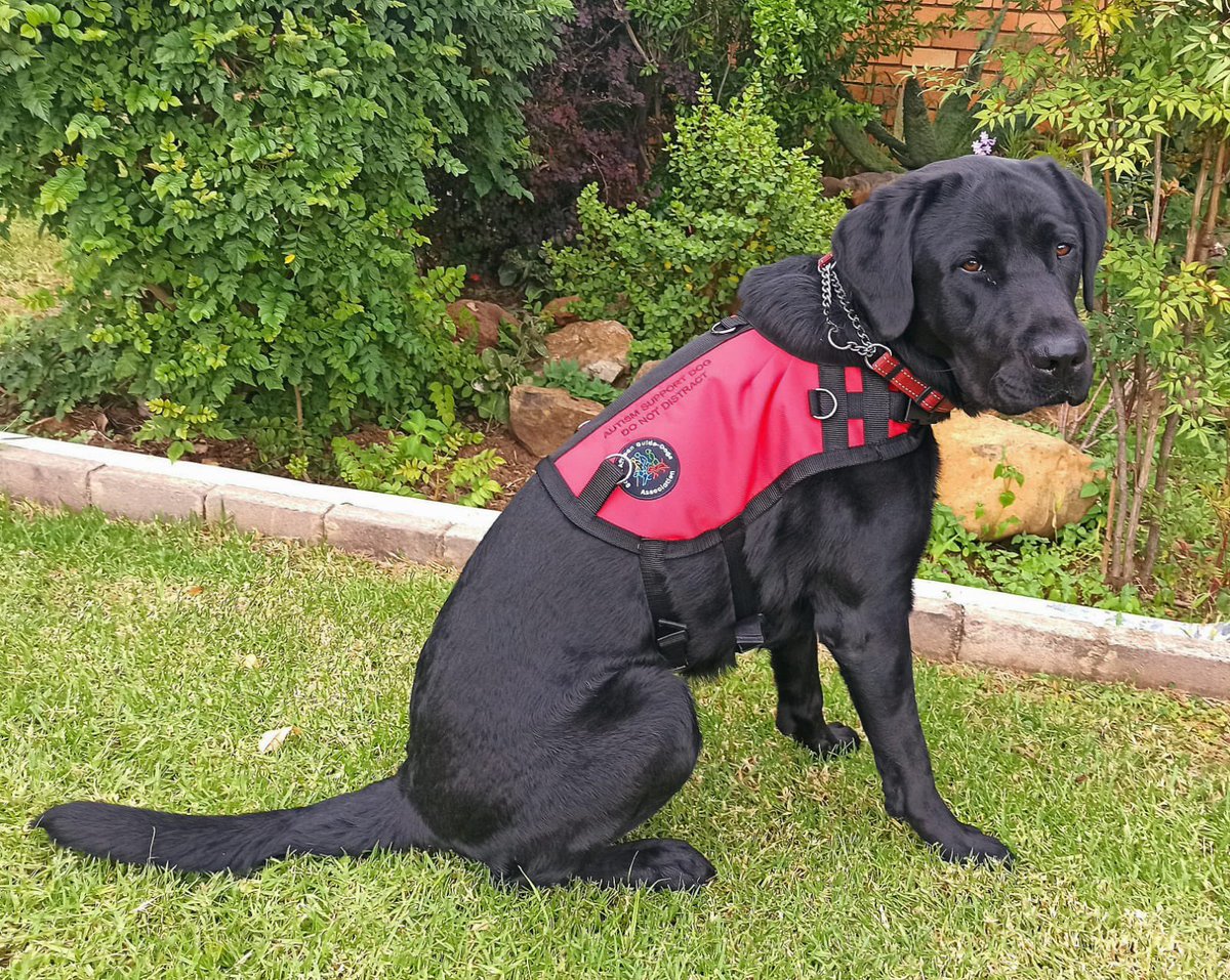 balwa1's tweet photo. We are getting a service Dog . We have been matched with these gorgeous guy from SA Guide Dogs Assoc . We are nervous and excited at the same time and praying that he will form a strong bond with Khwezi. #autismawareness
#autismsupportdog https://t.co/IsmX67otHt