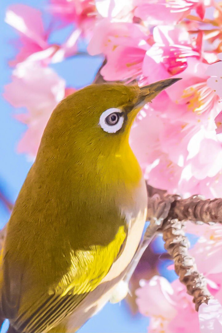 まりも 河津桜がメジロの目や頬や羽をピンクに染めて 春はすぐそこですね 縦構図 河津桜 桜 Japan もふらいでー Photography メジロ 写真好きな人と繋がりたい 野鳥観察 T Co Djmwirwfhc Twitter