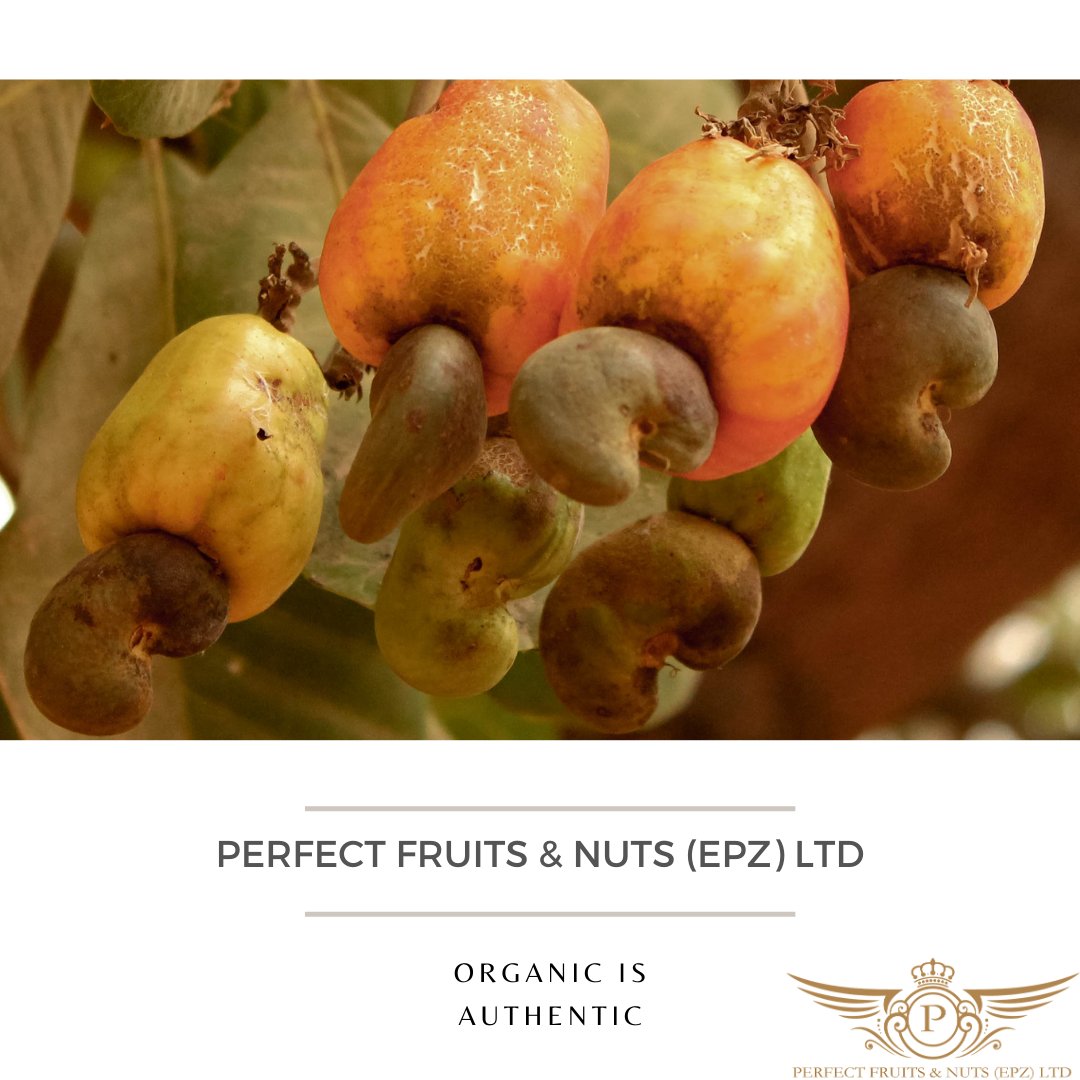 nuts_perfect's tweet photo. When you buy from us, you are not only enjoying the rich taste of a Kenyan grown nut but also changing lives through its value chain. 

#gonuts#macadamianuts#cashewnuts
#nutworks#BuyLocal#SupportLocal
#GoLocal#GrowLocal#drynuts#nutrecipes #madeinkenya #nuts4nuts #quality https://t.co/jM34yYg31o