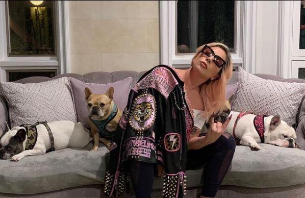 Video captures violent theft of Lady Gaga's dogs as singer offers $500Gs reward