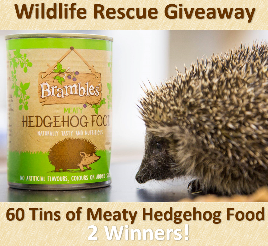 🦔 Giveaway Time 🦔 2 Wildlife Rescues can each win 60 tins of Brambles Meaty Hedgehog Food 😀Nominate your favourite Rescue, competition ends 11.59pm Monday 1st March, don’t forget to like & retweet😀 Photo courtesy of @wildlifeaid
