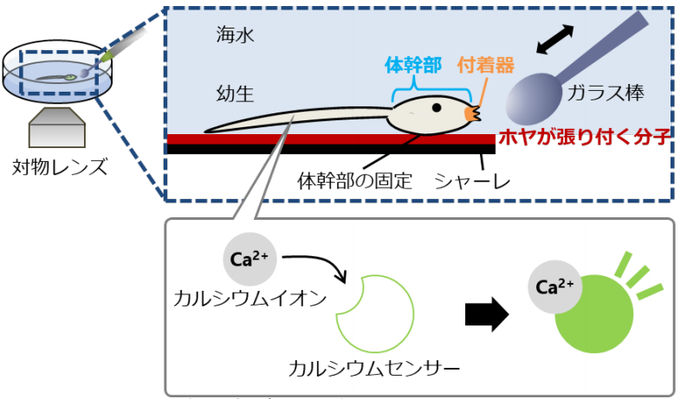 ホヤに 大人スイッチ が存在 刺激を与えると あ 大人になる 脳と脊髄が消えるううう まとめダネ
